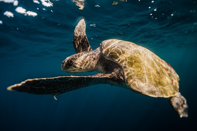 Open Ocean Safari and Whale Watching - Meet at Apex Ocean Divers and Group Size Expectations