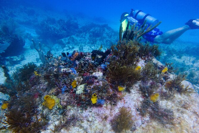 Open Water Certification Course-PADI - What Makes the Isla Mujeres PADI Course Stand Out