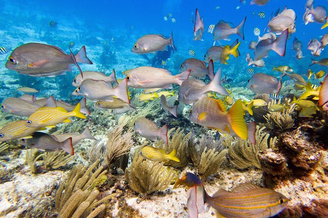 Open Water Certification Course-PADI - Excursions into the Marine Reserve for Open Water Dives