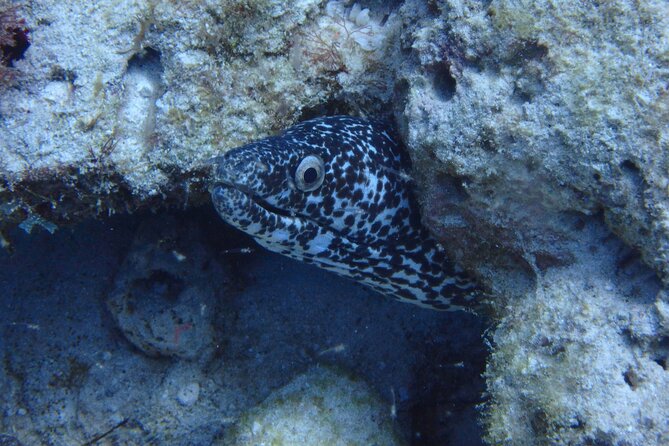 Open Water Certification Course-PADI - Course Pacing and Physical Demands