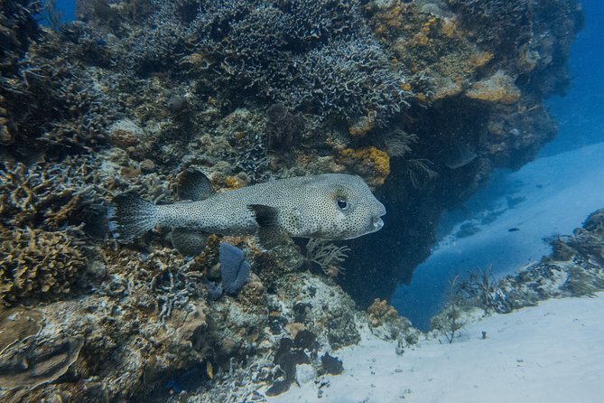 Open Water Course Cozumel - The Dive Locations Around Cozumel