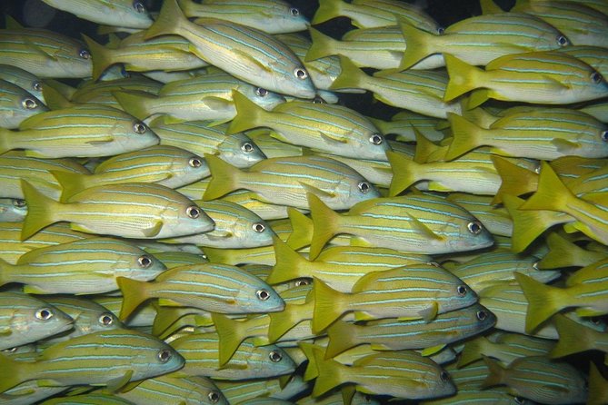 Open Water Diver Course in Lanzarote - Why Lanzarote is the Ideal Setting for a Beginner’s Diving Course