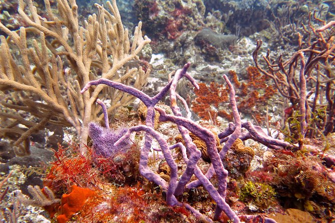 Open Water Diver course PADI in Cancun - The Four Ocean Dives in the Mayan Riviera