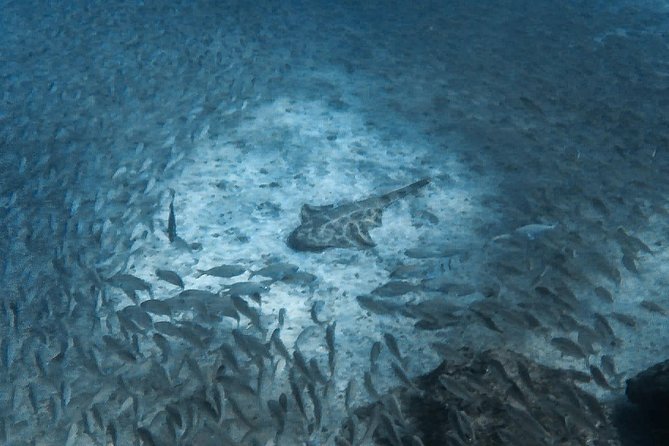 Open Water Diver Scuba Diving Course in Puerto de Mogan - Marine Life and Dive Locations in Puerto de Mogan