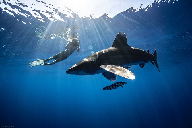 Open Water Shark Dive - Key Points