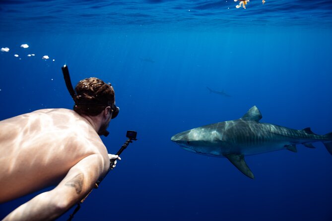 Open Water Shark Dive - Capture the Moment with Underwater Photos and Videos