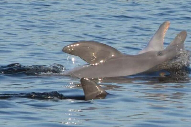 Orange Beach: Dolphin Cruise - The Route: Waterways and What You’ll See