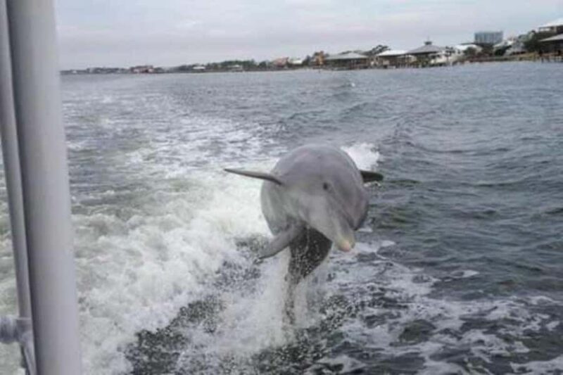 Orange Beach: Dolphin Cruise - How the Crew Ensures a Successful Dolphin Sighting