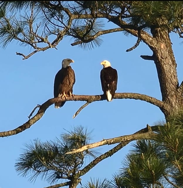 Orange Beach: Dolphin Eco Sunset Cruise aboard The Explorer - Practical Details and Restrictions