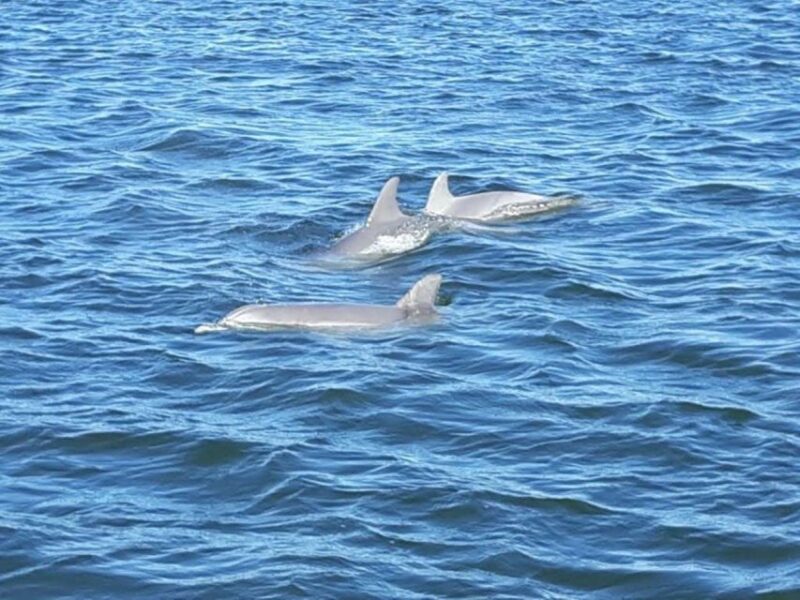 Orange Beach: Dolphin-Watching Eco-Boat Tour - Experience Orange Beachs Dolphin-Watching Eco-Boat Tour for Just $34