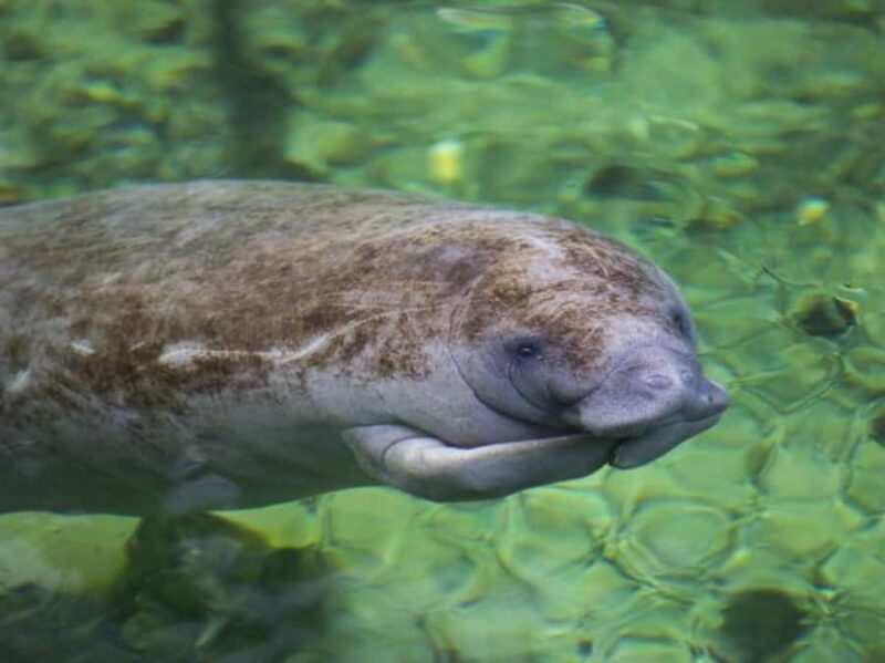 Orange City: Blue Spring State Park St. Johns River Cruise - Explore the Scenic St. Johns River from Blue Spring State Park
