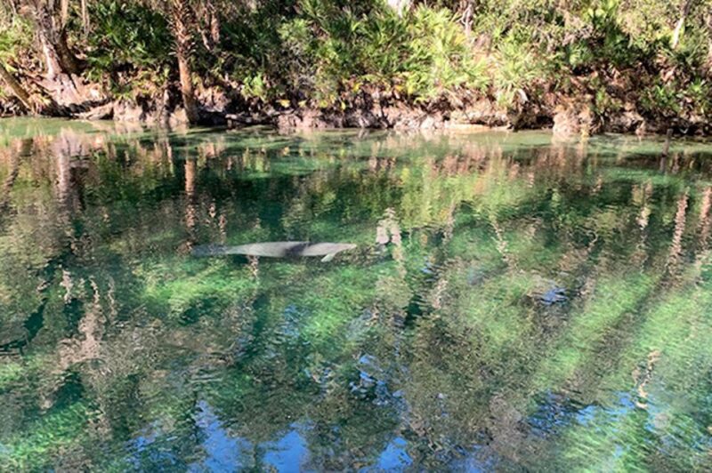 Orange City: Blue Spring State Park SUP & Kayaking Tour - Starting Point at Kayaking Florida in Blue Springs