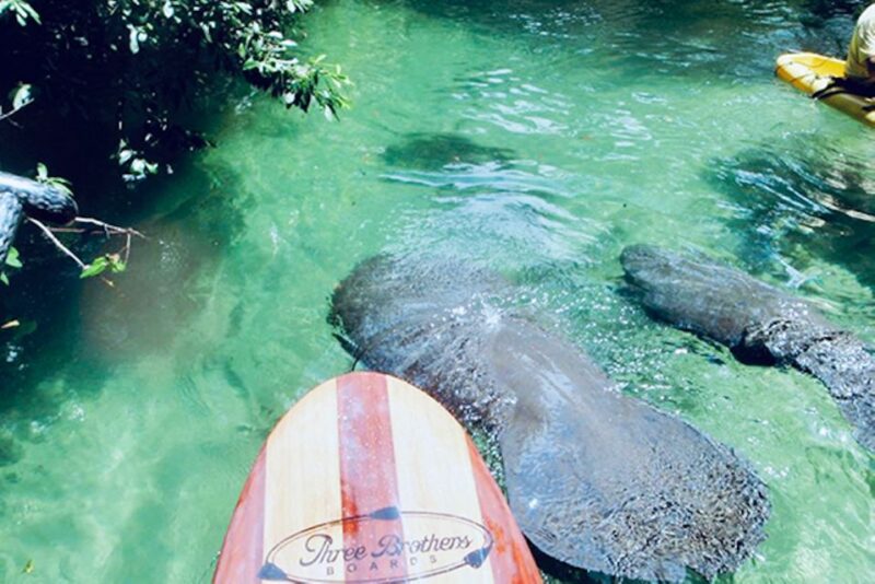Orange City: Blue Spring State Park SUP & Kayaking Tour - Who Should Consider This Tour