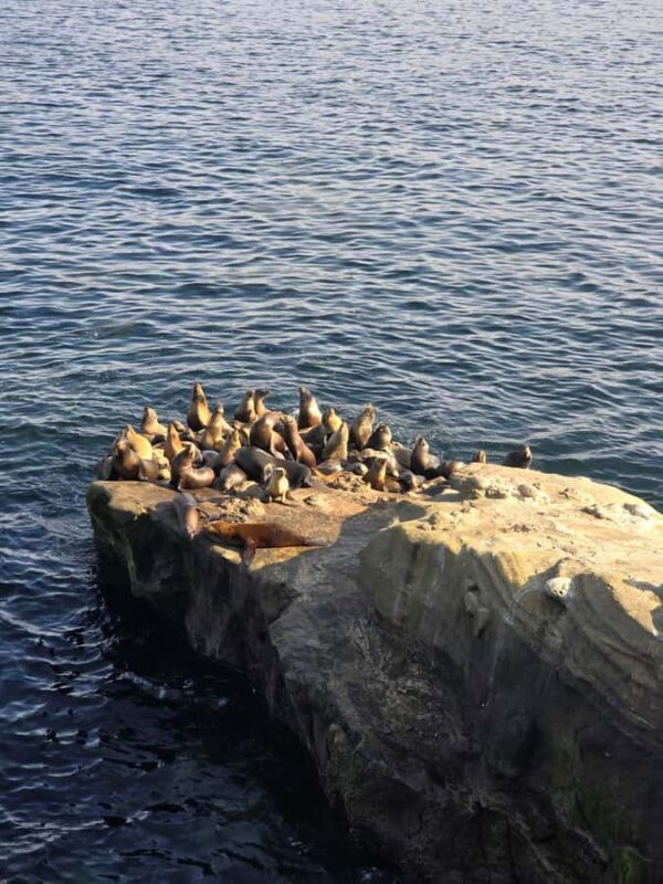 Orange County to San Diego: Guided Day Trip - Key Points