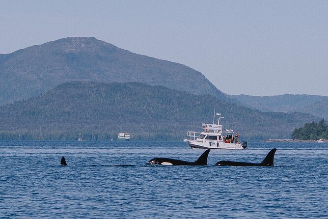 Orca Cove Sea Kayaking - The Return Boat Ride to Downtown Ketchikan