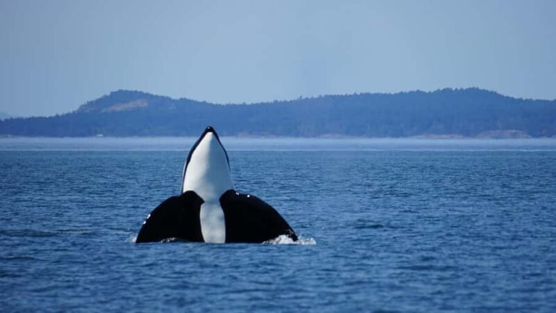 Orcas Island: Orca Whales guaranteed boat tour - Orcas Islands Only Whale Watching Tour with a Guarantee