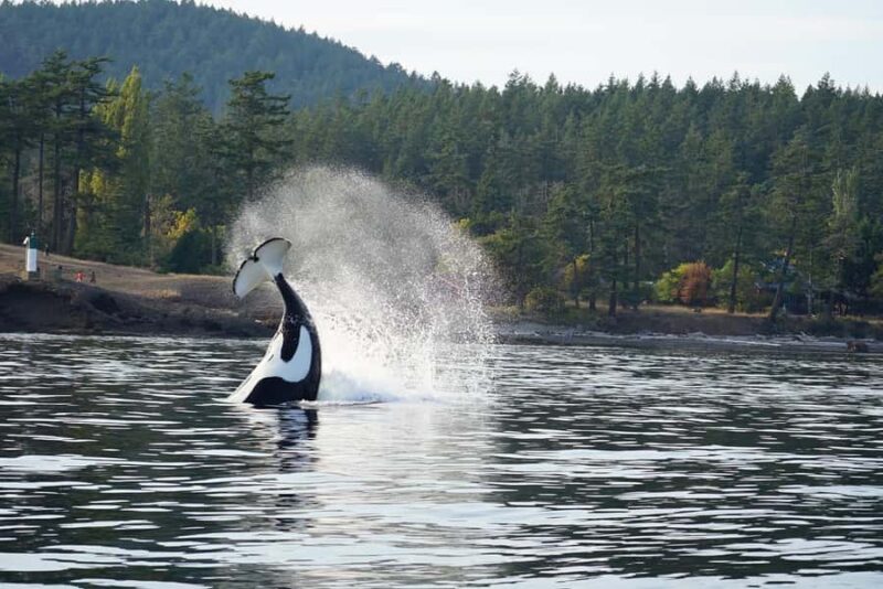 Orcas Island: Orca Whales guaranteed boat tour - The Boat Fleet and Duration of the Tour