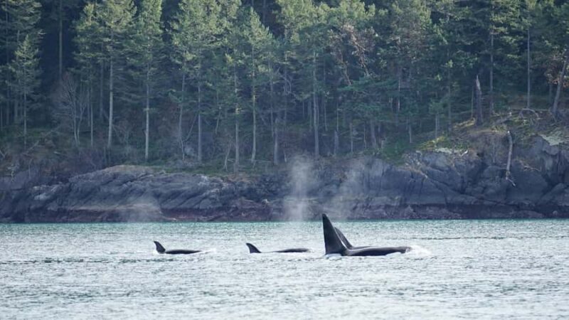 Orcas Island: Orca Whales guaranteed boat tour - What to Expect During the Whale Watching Trip