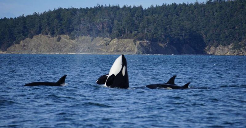 Orcas Island: Orca Whales guaranteed boat tour - Comparing the Orca Guarantee to Other Tours