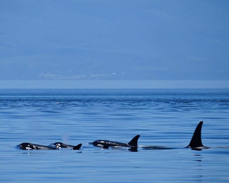 Orcas Island: Orca Whales guaranteed boat tour - Final Word on the Orcas Island Whale Tour