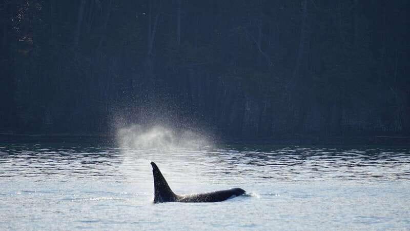 Orcas Island: Whale and Orca Guided Speedboat Tour - Exploring the San Juan Islands from Orcas Island