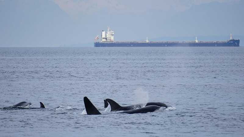 Orcas Island: Whale and Orca Guided Speedboat Tour - Insights from the Knowledgeable Naturalist Guides