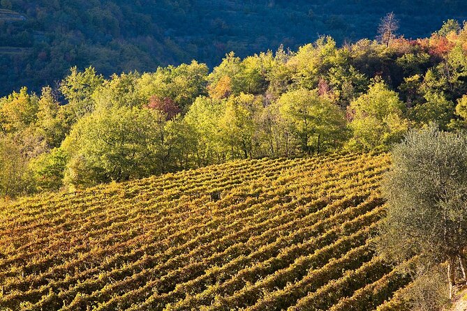 Organic Family Winery Experience in Liguria - The Charm of the Rural Setting