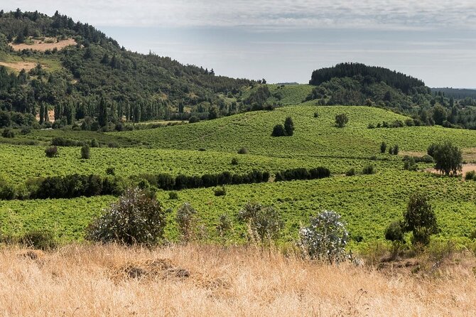 Organic Family Winery Experience in Liguria - Practical Details and Logistics