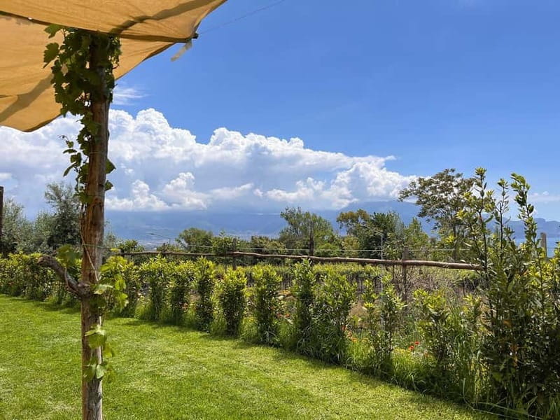 Organic Lunch With Wine Tasting from Pompeii - The Farm-to-Table Lunch Featuring Local Specialties