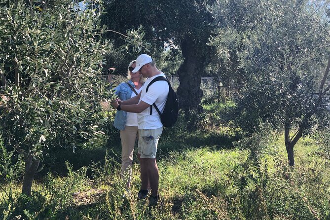 Organic Olive Grove tour & Olive oil tasting & lunch in Kalamata! - Value for Money and Booking