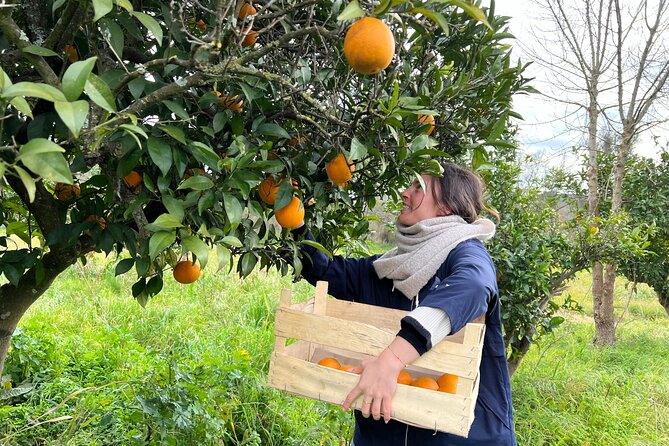 Organic Orange Picking & Jam Making with Farm-to-Table Lunch - Key Points