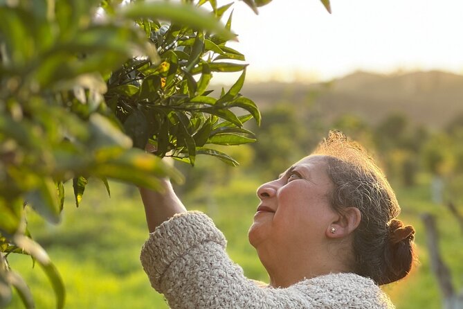Organic Orange Picking & Jam Making with Farm-to-Table Lunch - Visit the Organic Citrus Farm in Silves