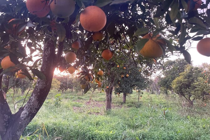 Organic Orange Picking & Jam Making with Farm-to-Table Lunch - Why This Tour Offers Genuine Algarve Charm