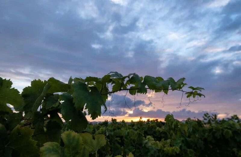 Organic Wine and Olive Oil Tasting Experience near Lecce - Olive Oil and Taralli: A Perfect Pairing