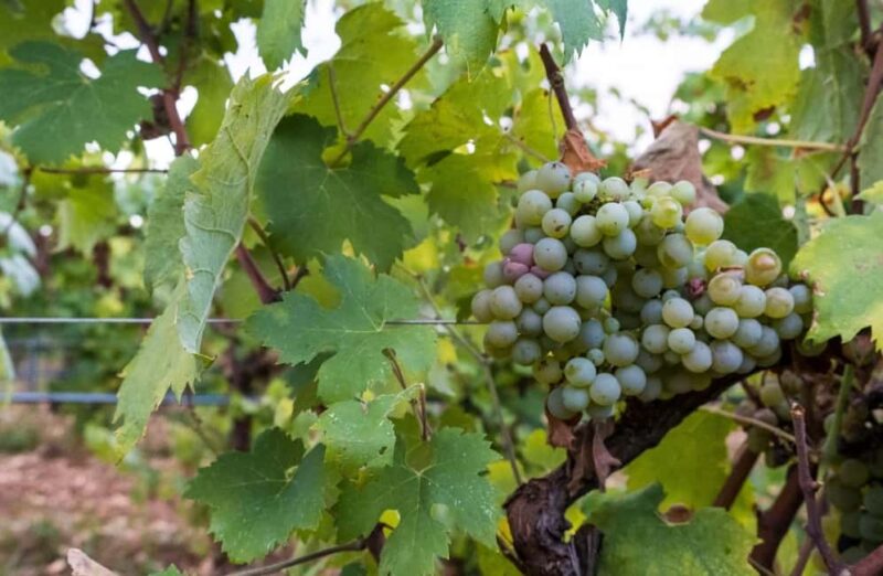 Organic Wine and Olive Oil Tasting Experience near Lecce - Final Thoughts: A Genuine Taste of Puglia’s Heritage