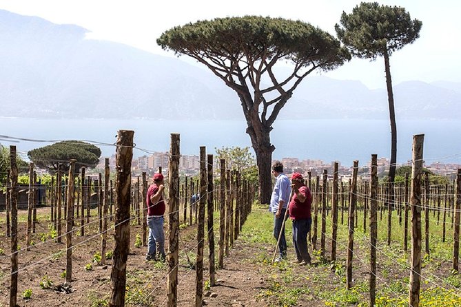 Organic Wine Tasting & Lunch on Vesuvius with Transfer from Naples - Tasting Five Wines with a View of the Bay of Naples