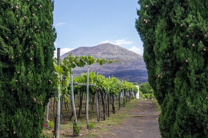 Organic Wine Tasting & Lunch on Vesuvius with Transfer from Sorrento Peninsula - Exclusive Visit to a Family-Run Organic Winery