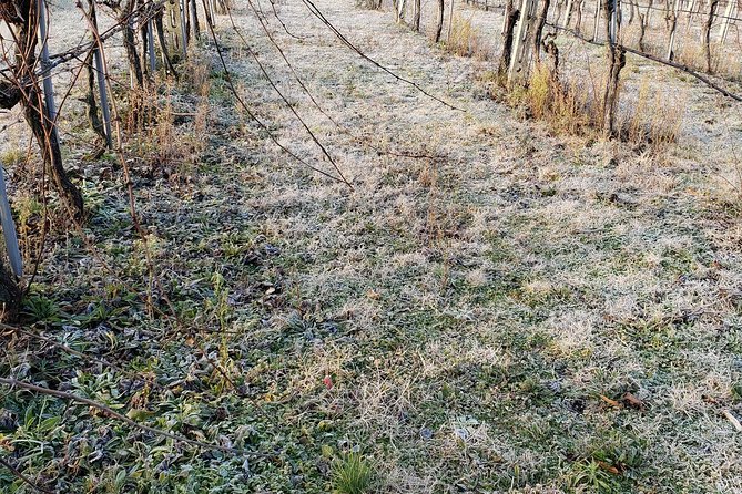 Organic Winery tour with Full Lunch from Assisi - Convenient Logistics with Pickup and Transfer