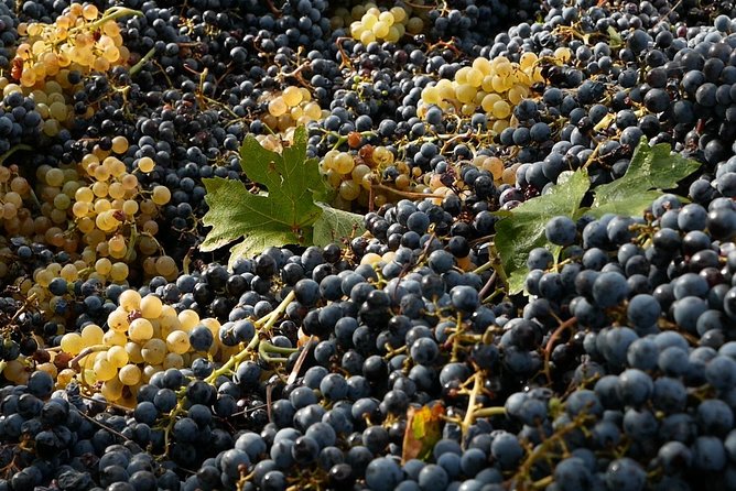 Organic Winery tour with Full Lunch from Assisi - The Expertise of the Guide and Overall Atmosphere