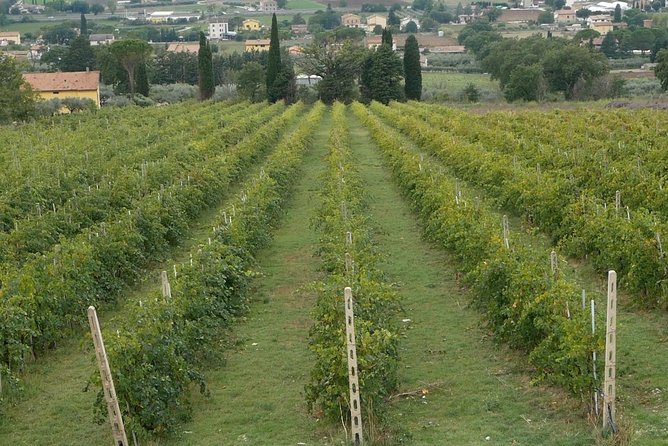 Organic Winery tour with Full Lunch from Assisi - Who Will Enjoy This Tour Most?