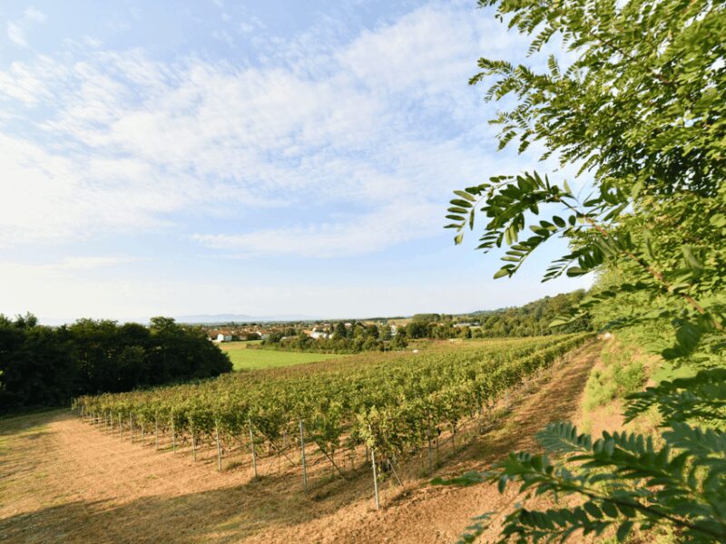 Organic Winery Visit near Turin with Wine & Food Tasting - Practical Information and Logistics