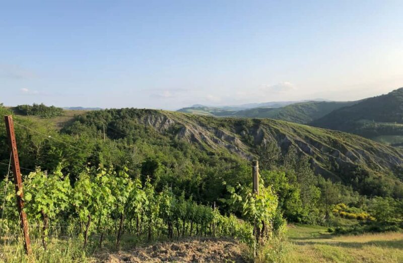 Organic Winery Visit with Wine & Food Tasting in Bologna - Discovering Bologna’s Organic Wine Scene: A 1.5-Hour Tasting in Emilia-Romagna