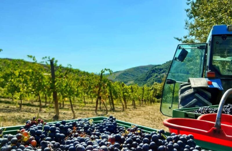 Organic Winery Visit with Wine & Food Tasting in Bologna - The Tasting Experience: Four Organic Wines Paired with Local Flavors