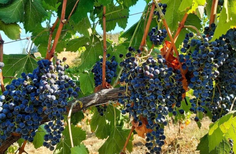 Organic Winery Visit with Wine & Food Tasting in Bologna - Convenient and Accessible Experience