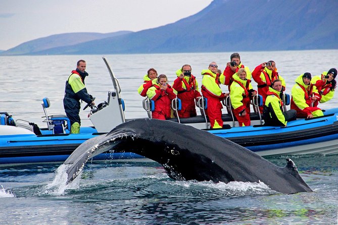 Original Big Whale Safari & Puffins Speedboat Tour from Húsavík - Key Points