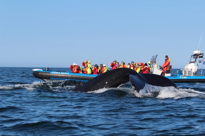 Original Big Whale Safari & Puffins Speedboat Tour from Húsavík - Whales: From Humpbacks to Blue Whales