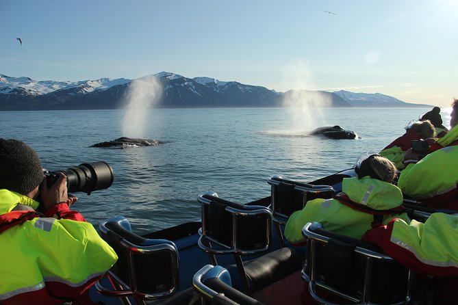 Original Big Whale Safari & Puffins Speedboat Tour from Húsavík - Weather and Safety Precautions