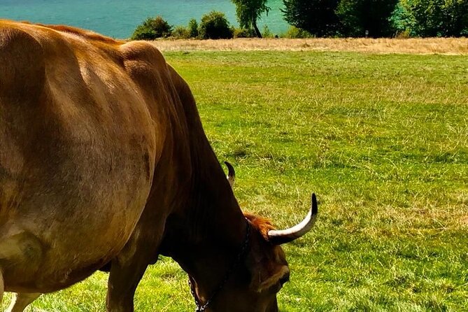 Original Carpathian Village Experience and Sinaia in one day tour - Logistics and Comfort