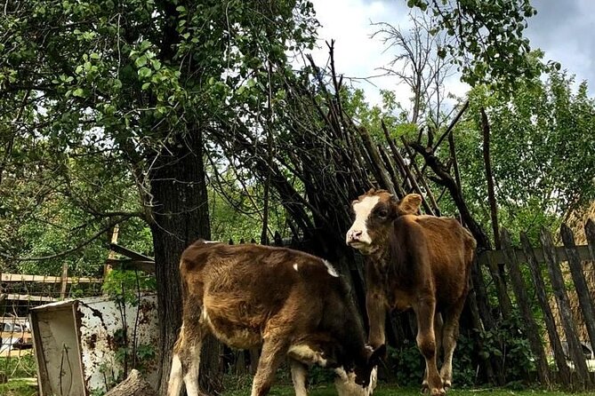 Original Carpathian Village Experience and Sinaia in one day tour - Pricing, Booking, and Cancellation