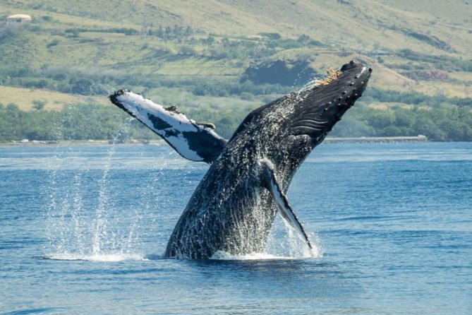 Original Sunset Cruise with Open Bar from Kaanapali Beach - Snacks and Drinks: A Casual Gourmet Experience